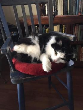 Freya-Black and white cat in blue wood chair. Red cushion.